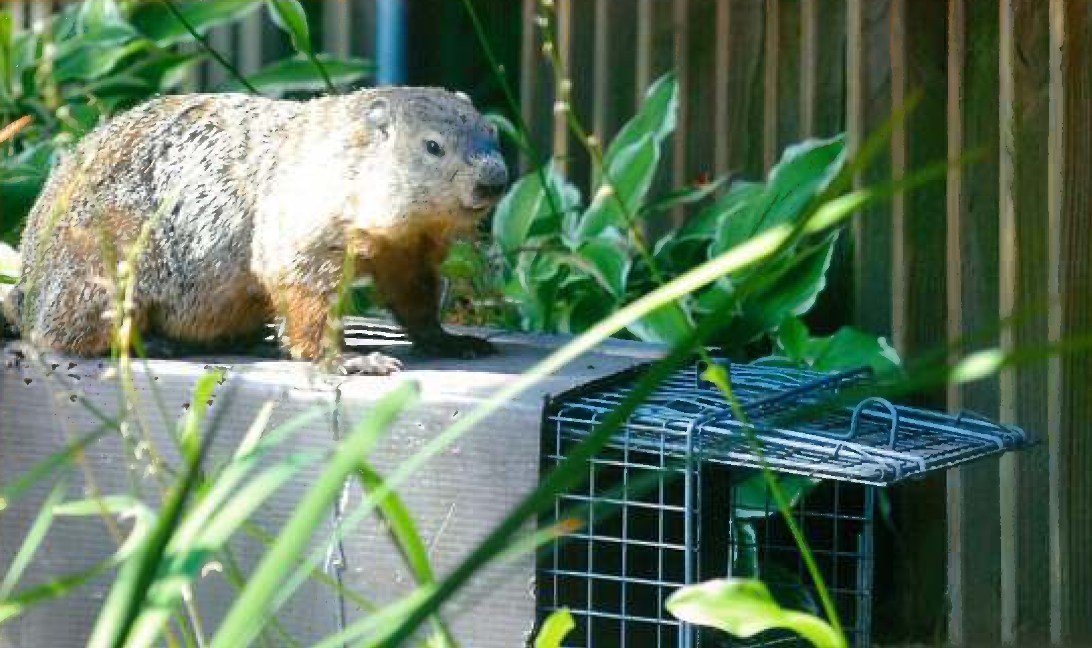 Groundhog Removal & Control