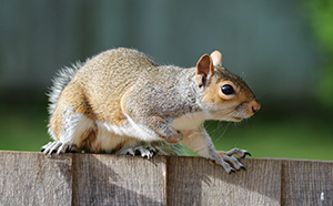 Squirrel control services in Columbus