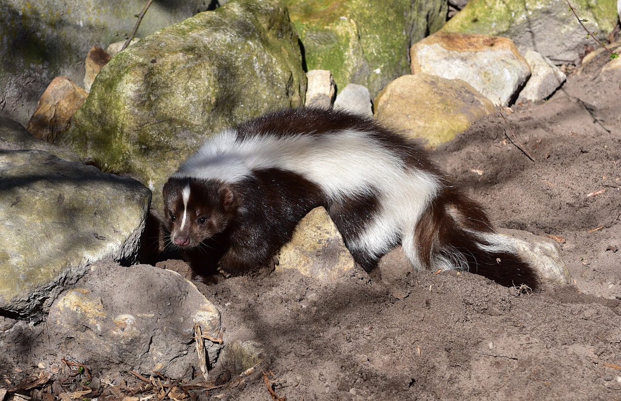 Striped Skunk on Rocks in Columbus OH Yard