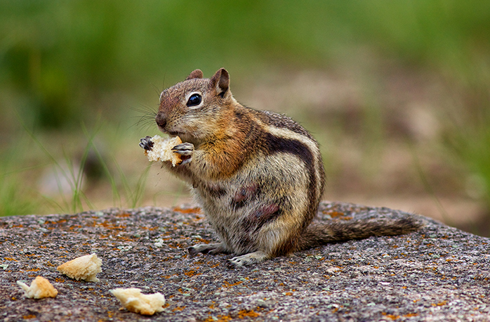 get rid of chipmunks