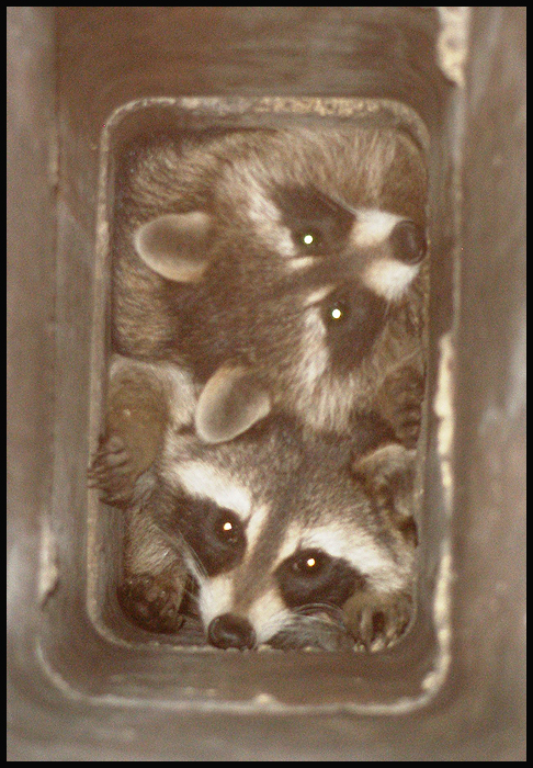 Raccoons in Columbus chimney