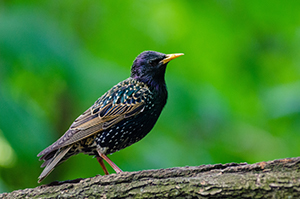 Bird removal services in Columbus