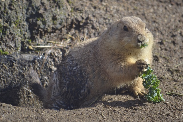 Groundhog Control, Trapping & Removal | Critter Control