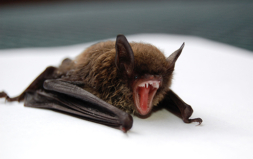 Bat Control And Removal - Bat Control Near Me - Wildlife Removal Services