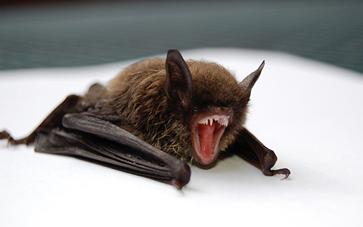 Bat control and removal in Columbus