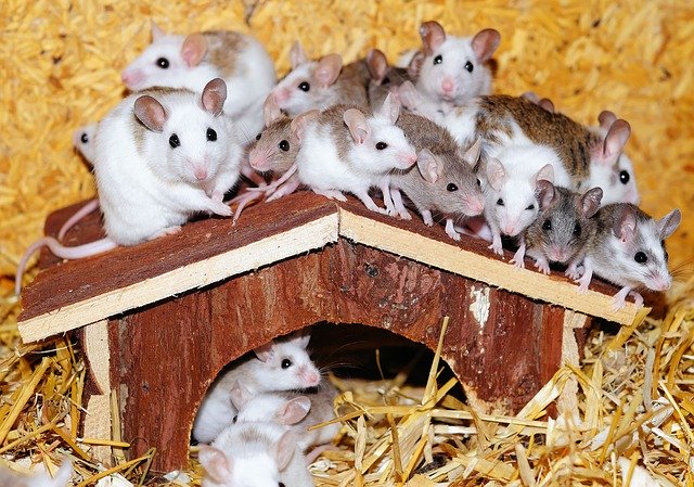 Mice Control and Removal In Columbus 