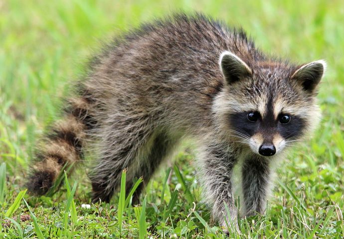 raccoon in the grass